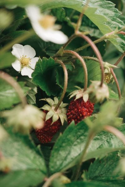 Wild strawberry, 200 ml
