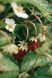 Wild strawberry, 200 ml